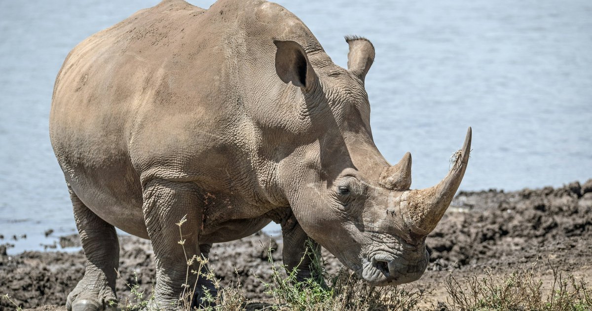 В Африке появились «радиоактивные» чипированные носороги