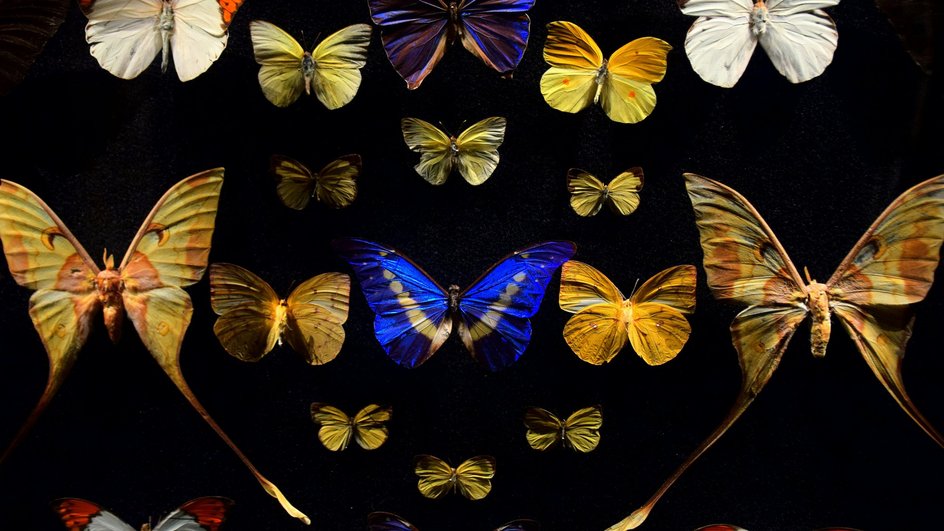 Lepidoptera внешний вид Lepidoptera внешний вид