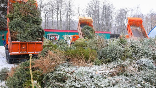 «Елочный круговорот»: в городе продолжается акция по утилизации новогодних деревьев