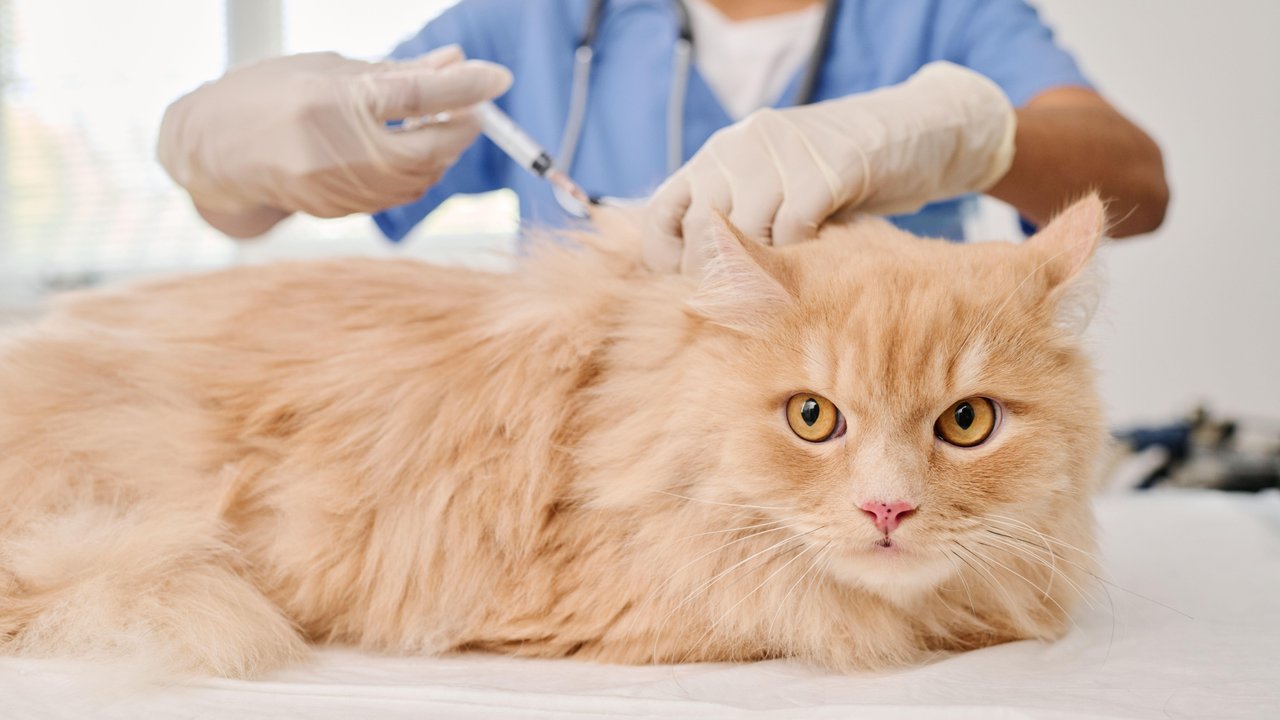 Вакцина для кошек