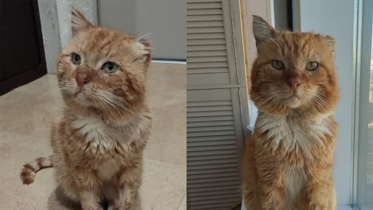 Умер кот Хатико, который 7 лет жил на могиле хозяина Умер кот Хатико, который 7 лет жил на могиле хозяина