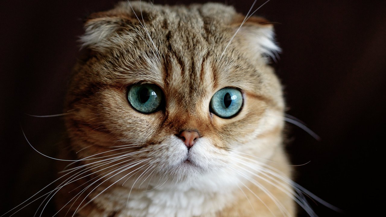 Скоттиш-фолд Шотландская вислоухая кошка взгляд