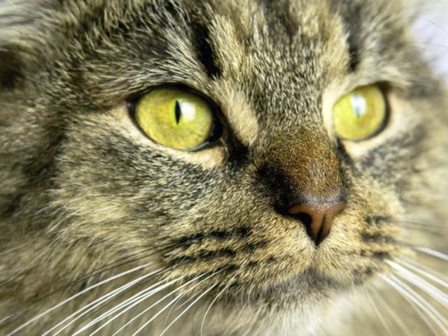 Балтийский берег: 9 полосатых кошек, которые ищут дом