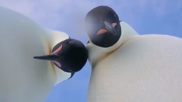 Пингвины нашли в Антарктиде фотокамеру и сделали селфи