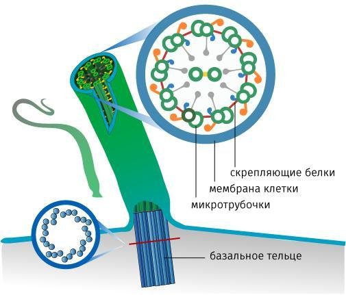 Мужские болезни, которые могут повлиять на зачатие