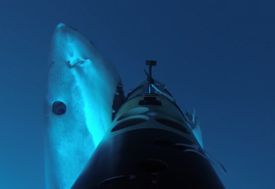 Большая белая акула атакует подводный беспилотник.
