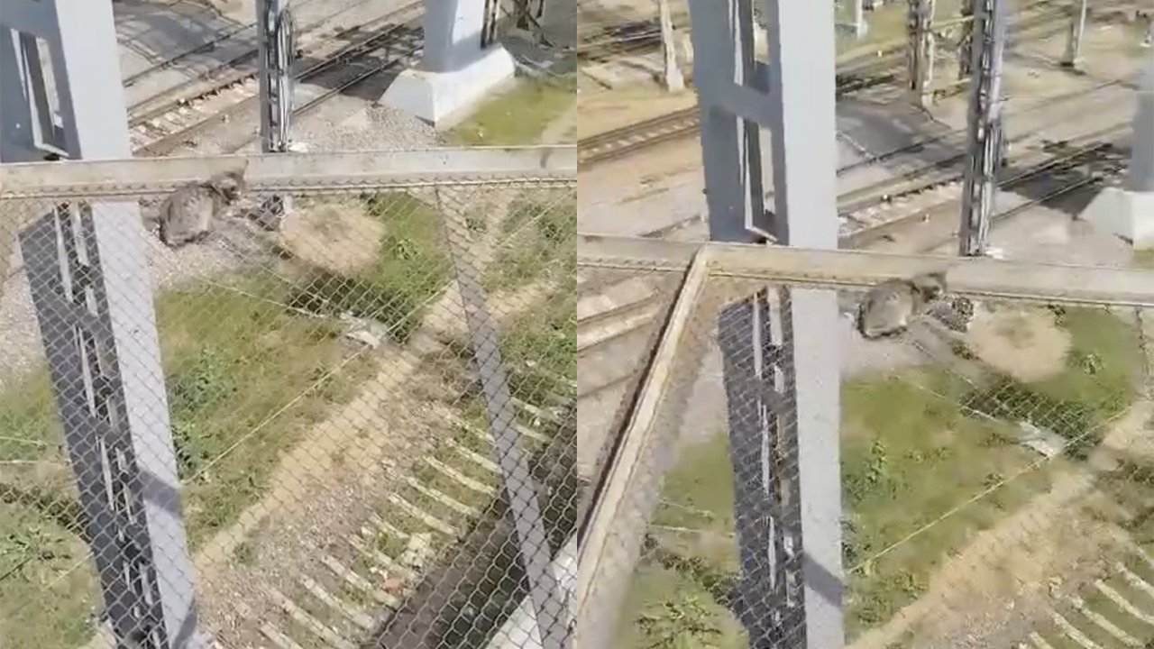 В Москве спасли кошку, застрявшую над железной дорогой В Москве спасли кошку, застрявшую над железной дорогой