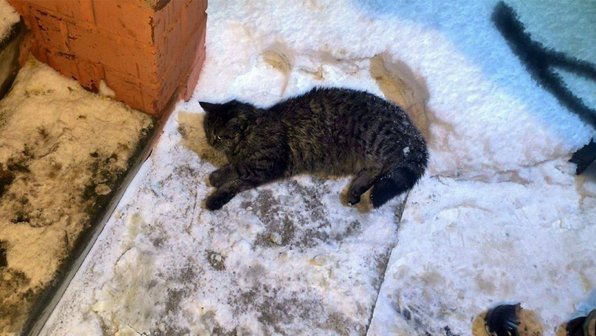 Под Челябинском пожарные вернули к жизни кошку
