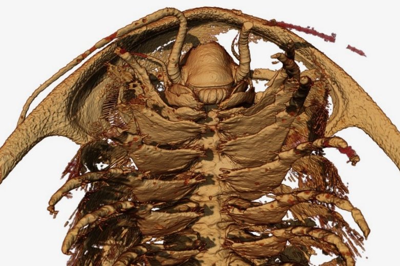 Рентгеновская реконструкция головы и передних конечностей туловища трилобита Protolenus.
