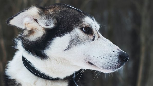 В Красноярском крае пожарные спасли из огня собаку и трех кошек