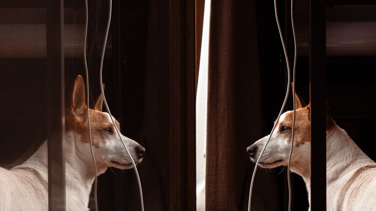 Отражение собаки в зеркале