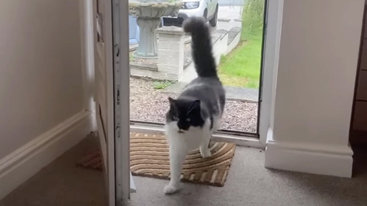 Кот Кот