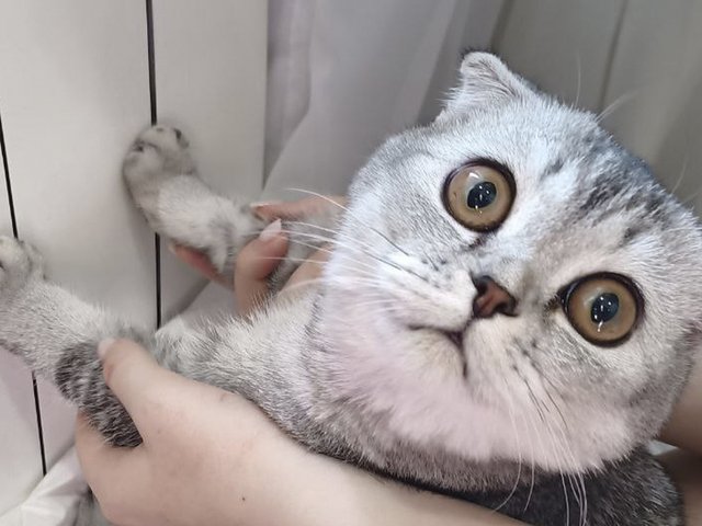 В Москве спасли кошку-вислоушку, на которую напала батарея