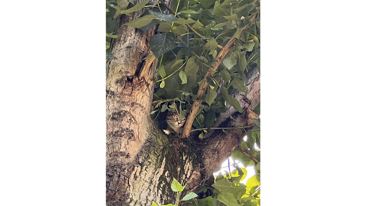 Кошка на дереве