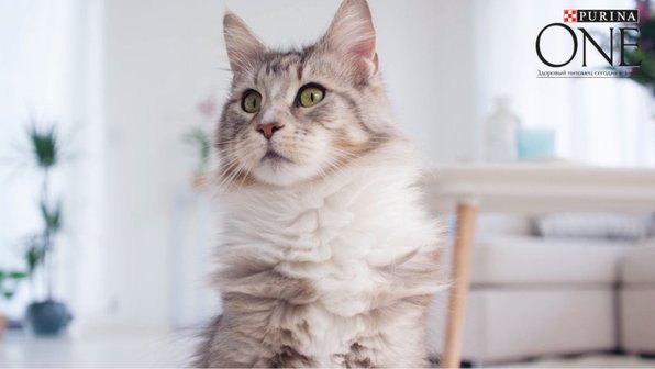 5 простых советов, как сделать шерсть кошки блестящей