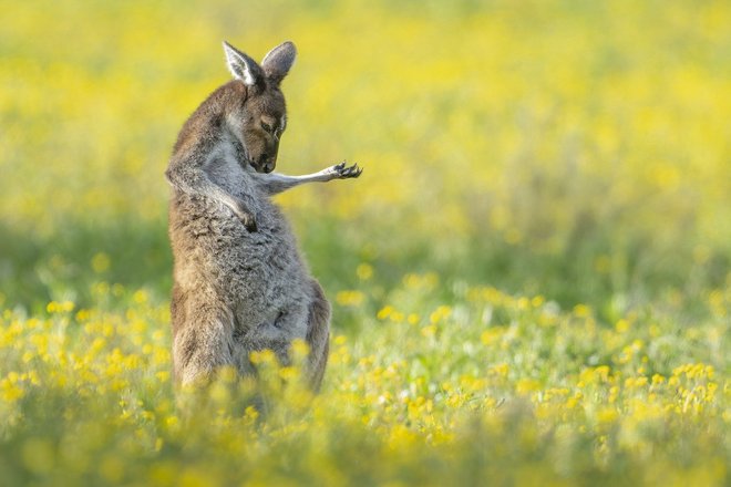 Comedy Wildlife Photography Awards 2023