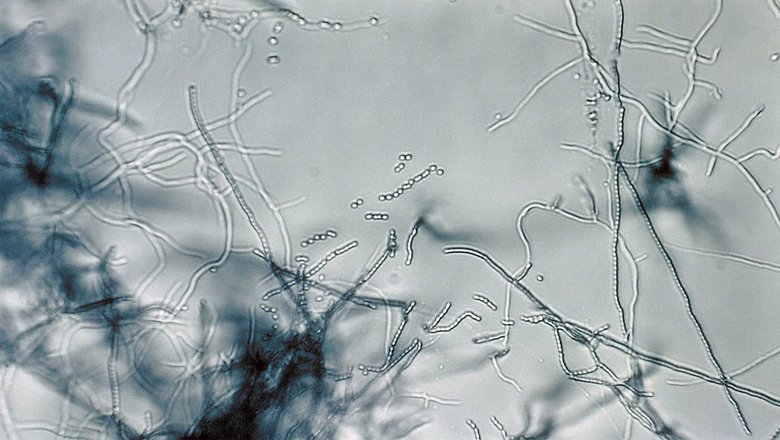 Streptomyces — самый крупный род актинобактерий.