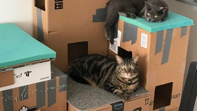 «Котам нравятся коробки, и я смастерил целый дом».