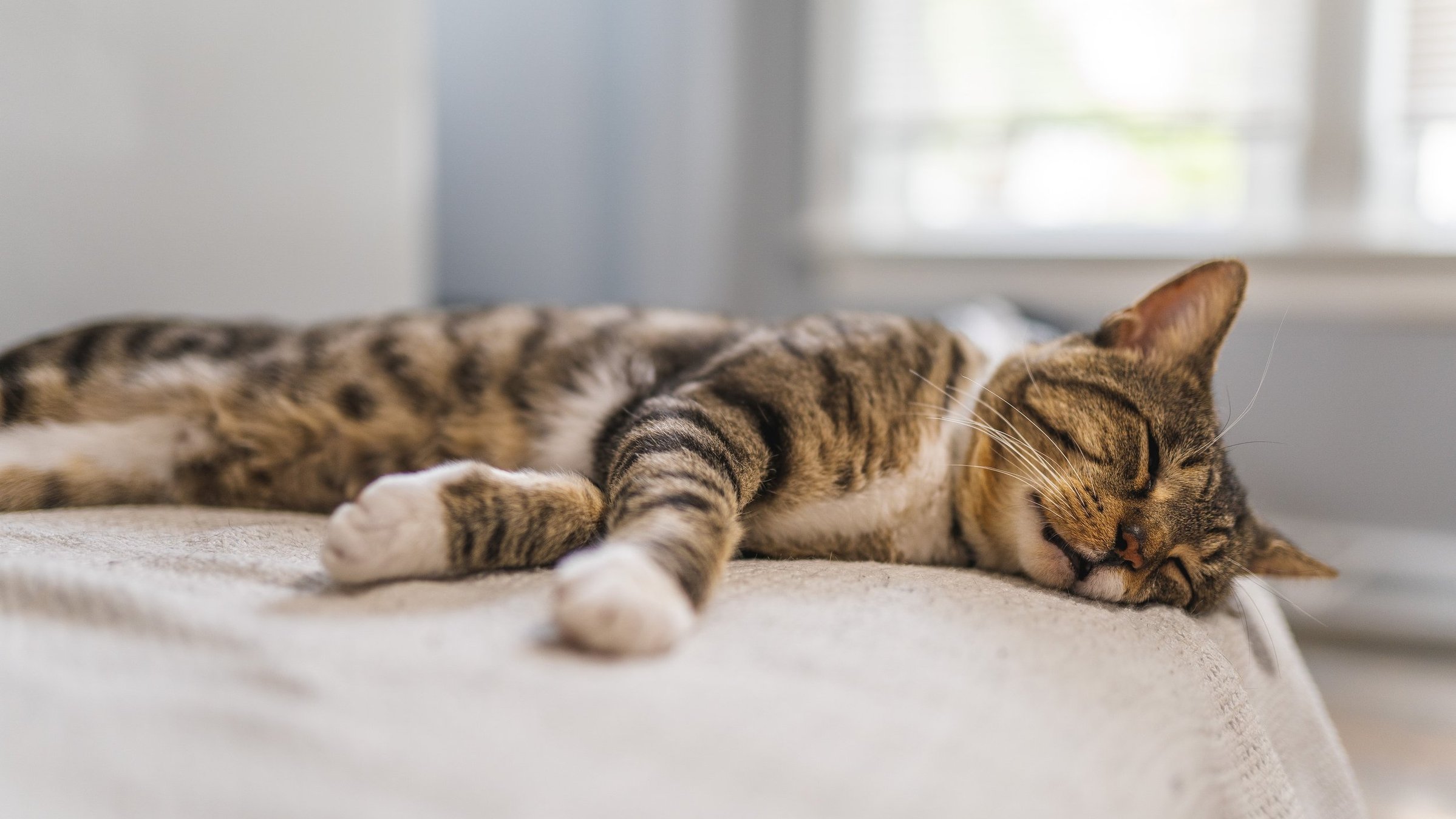 Почему кот перебирает передними лапами на кровати
