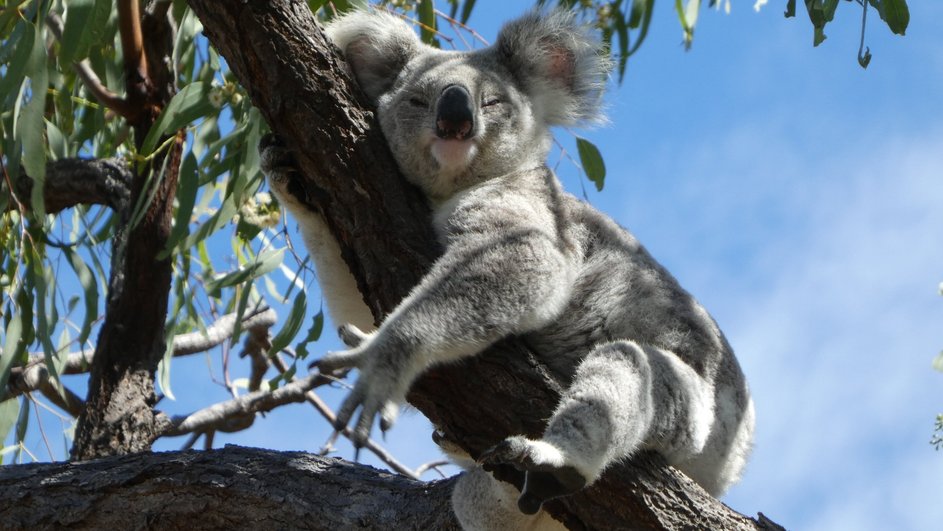 Коала Коала