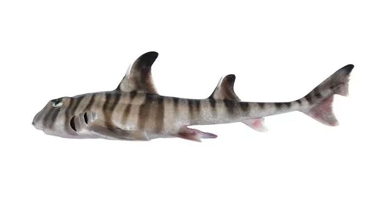 Рогатая акула обитает только в глубоких водах северо-восточной Австралии.