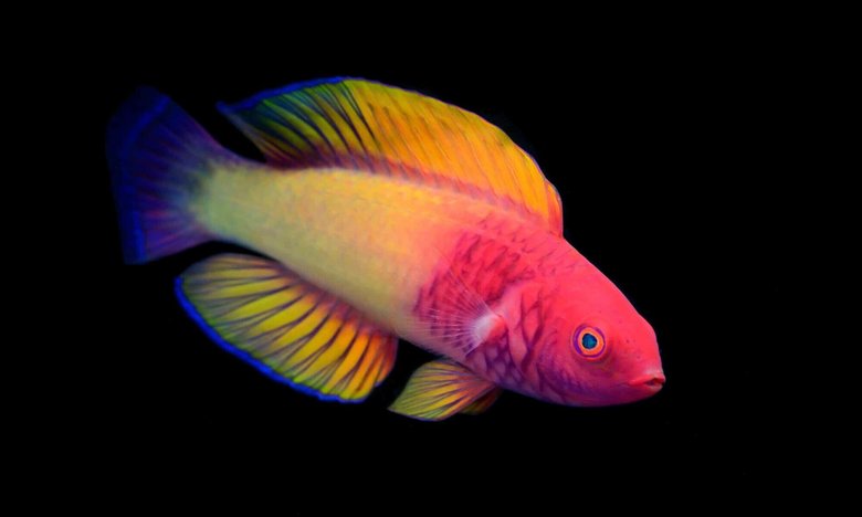 Так выглядит та самая рыба. Фото: The Guardian
