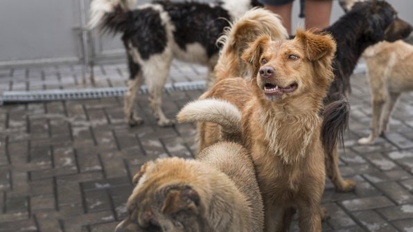 Собаки омского зоозащитника во время прогулки привели с собой потерявшего дом милого пса