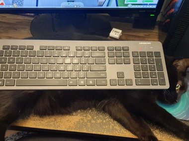 «Моя кошка постоянно хочет быть рядом с клавиатурой. Решение — положить клавиатуру на неё. В таком случае она даёт мне спокойно поработать ещё минут 10».