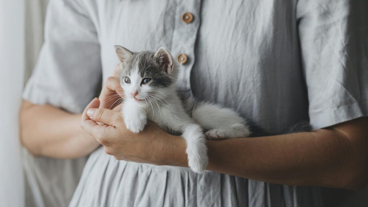 Котенок на руках Котенок на руках