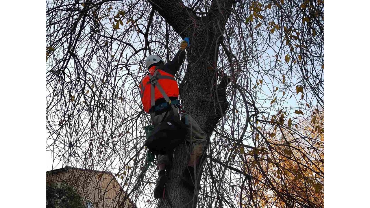 В Оренбурге кошка 3 дня замерзала и кричала на дереве — ее спасли