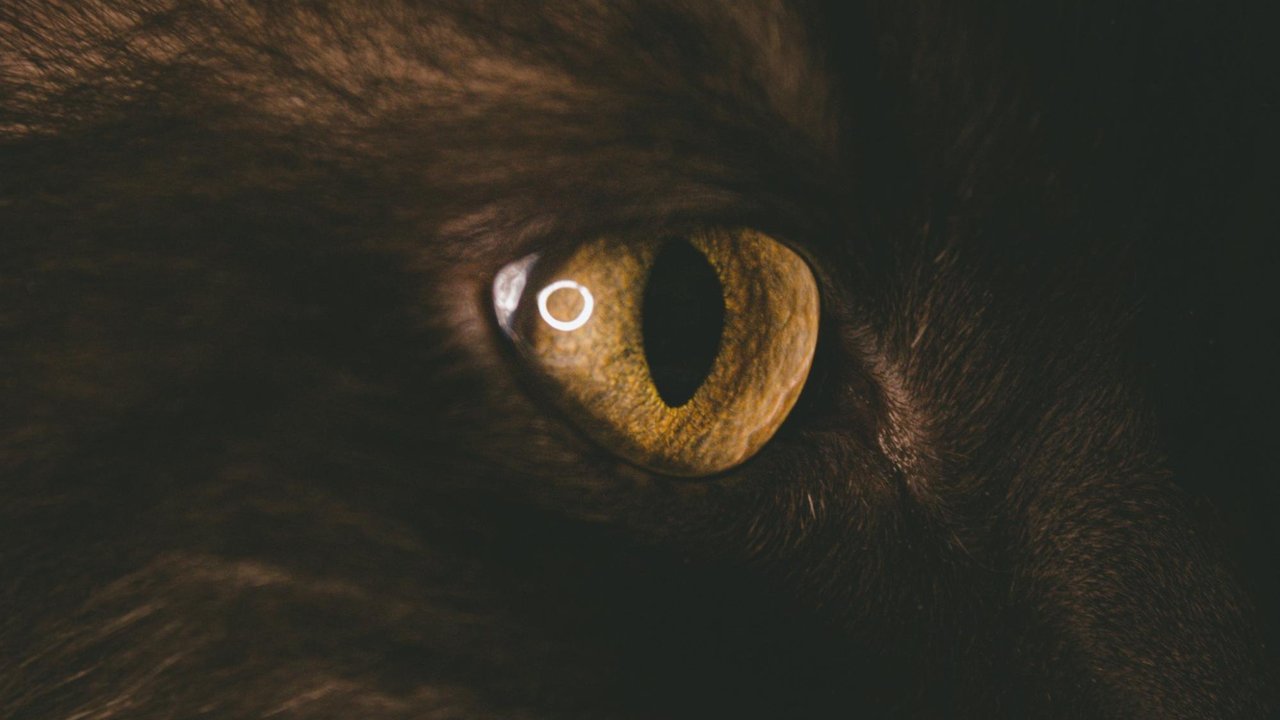 Кошка в темноте