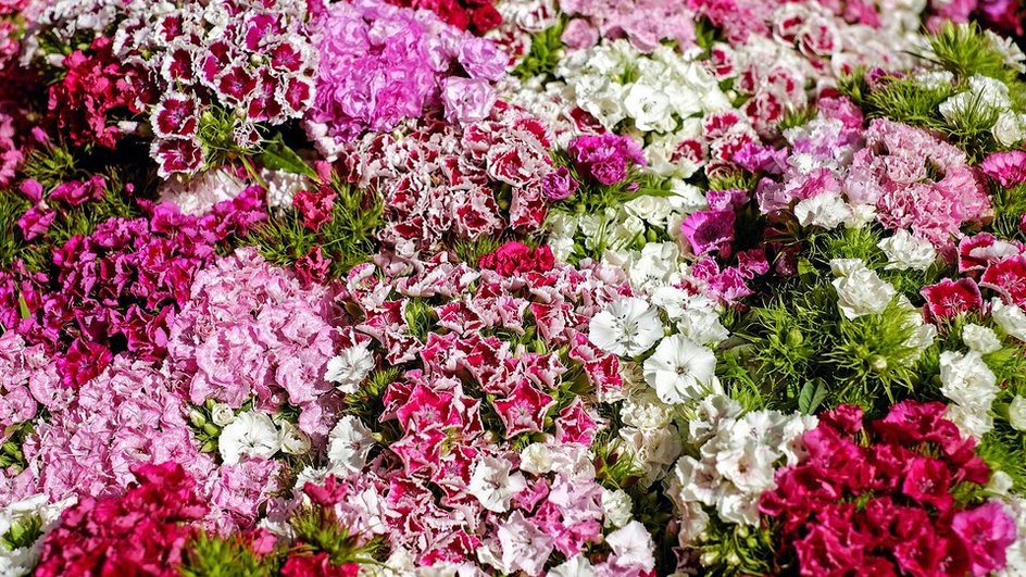 Многолетние низкорослые цветы: 8 названий лучших видов для вашей дачи (сфото) - Дом Mail.ru