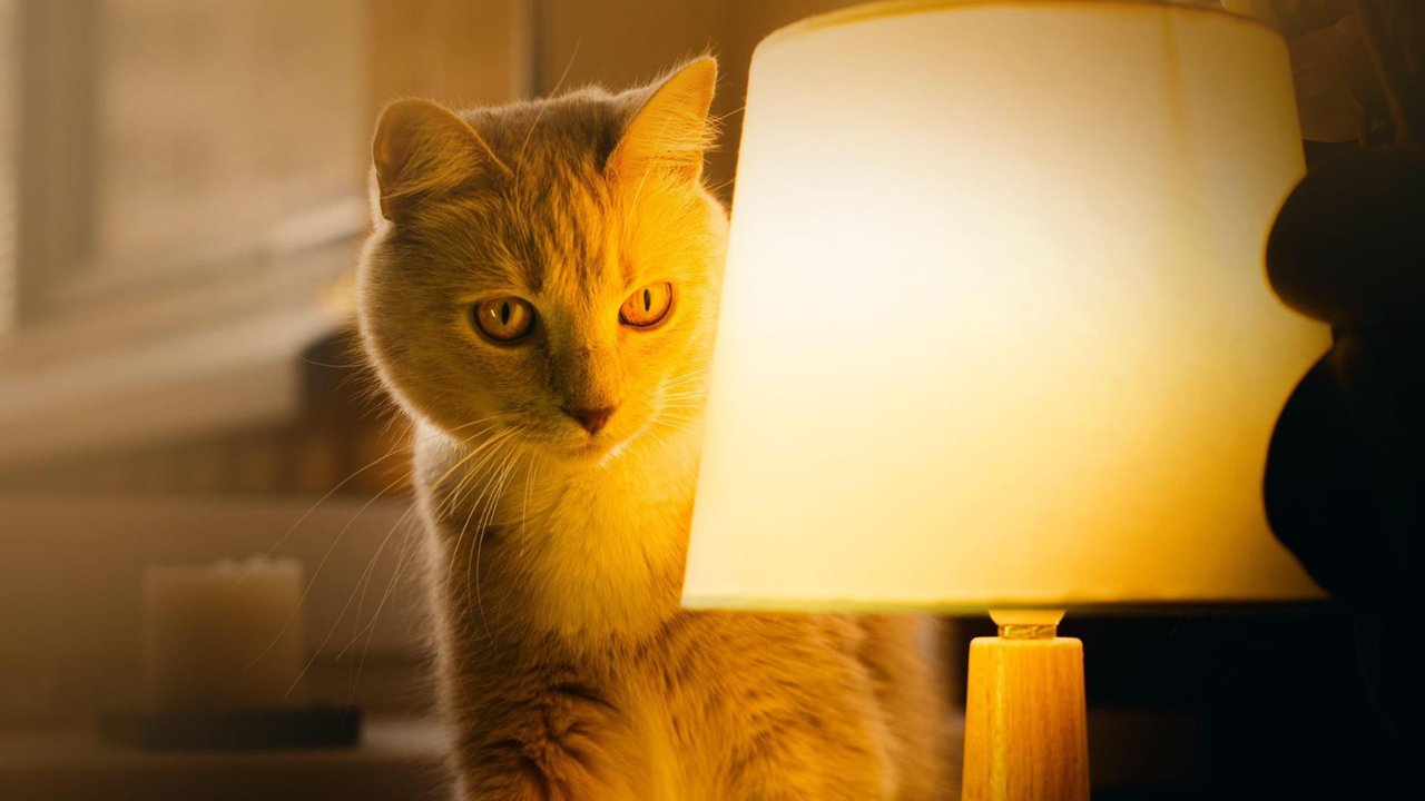Кошка Кошка