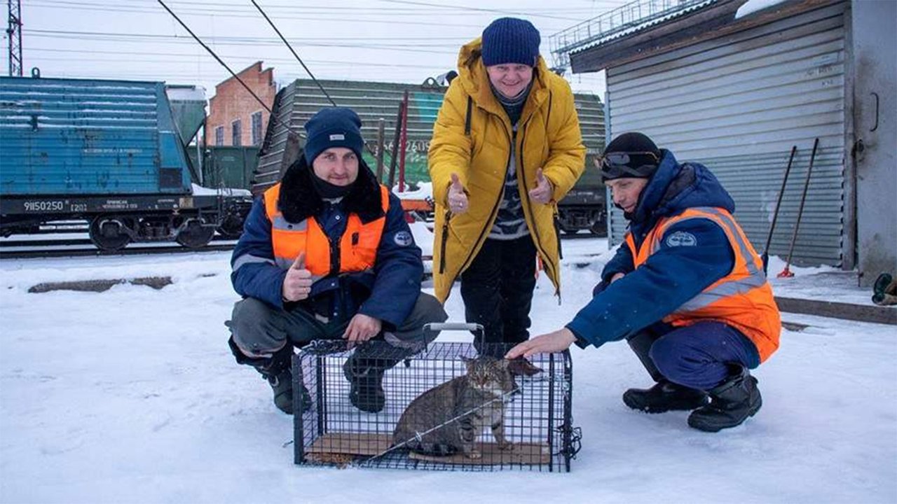 Кошка сбежала из поезда дальнего следования в Вологде