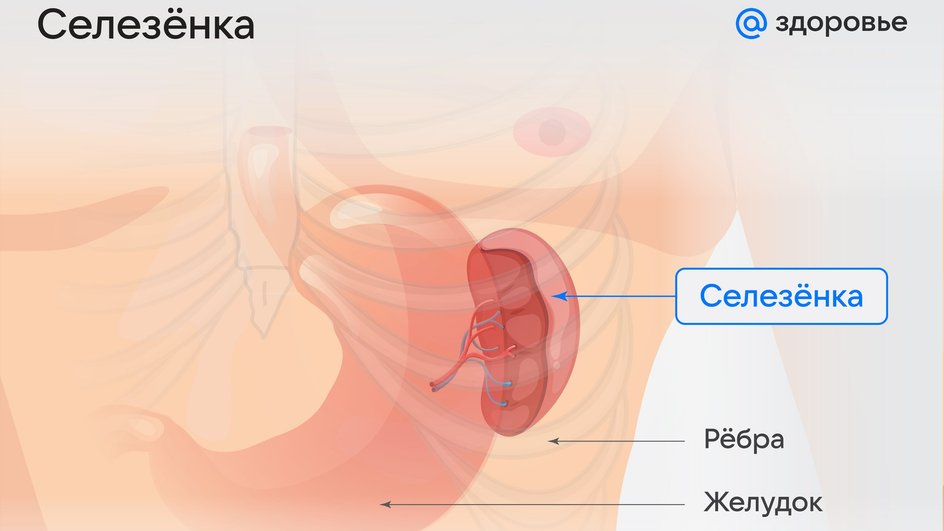 Схема расположения селезенки