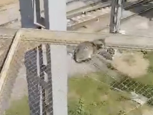 В Москве спасли кошку, застрявшую над железной дорогой