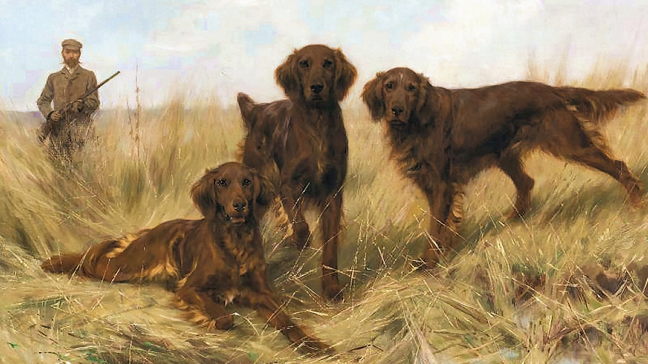 Трио ирландских сеттеров на поле. Томас Блинкс, XIX век