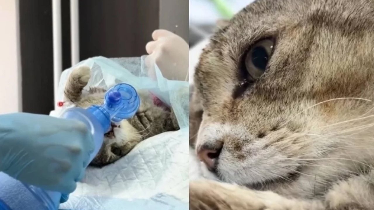 Кот на операции