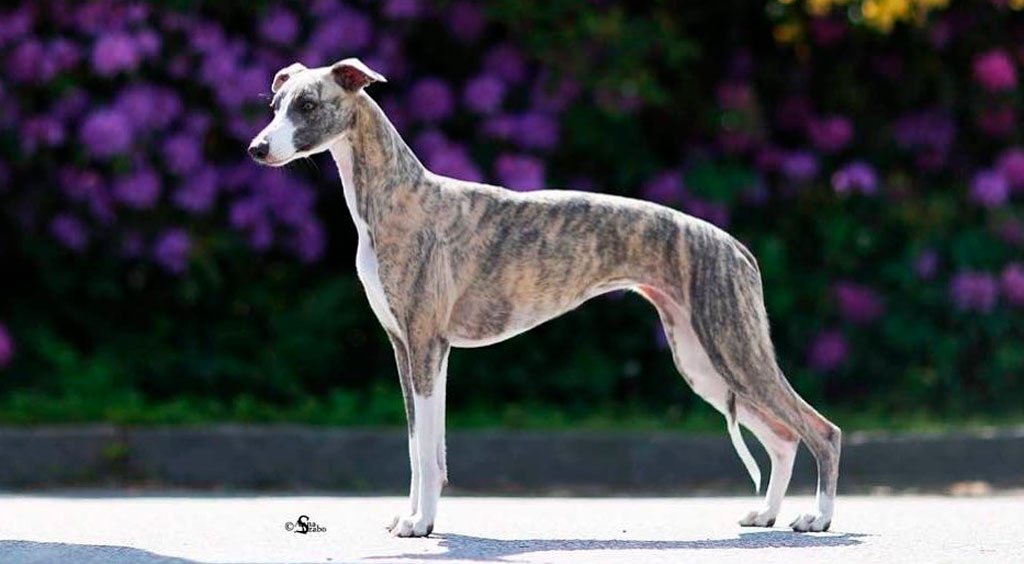 Уиппет - описание породы собак: характер, особенности поведения, размер,  отзывы и фото - Питомцы Mail.ru