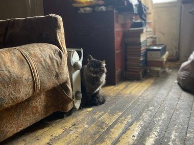 Кошка по имени Кактус Кошка по имени Кактус