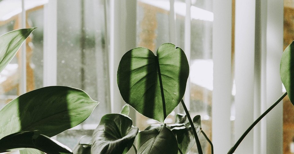 Как спасти обгоревшее комнатное растение: 5 нужных советов