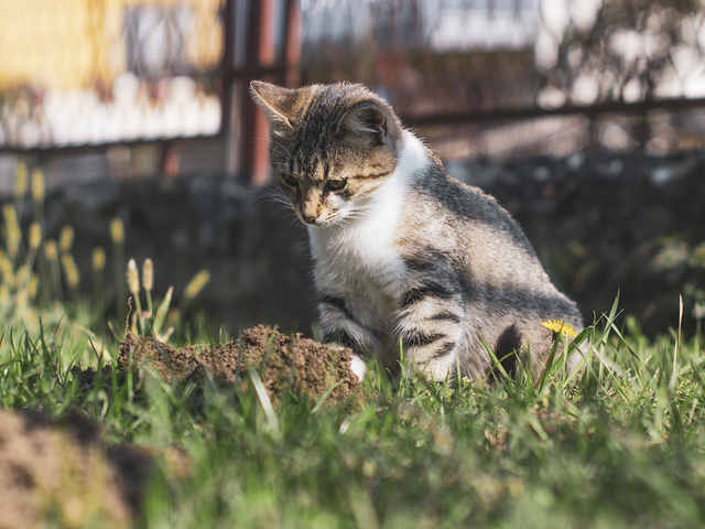 Кот весь год ждал друга, который так и не вернулся