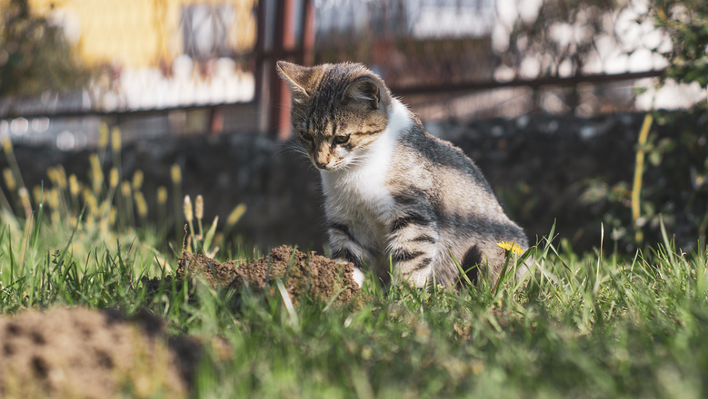 Одинокий кот в саду