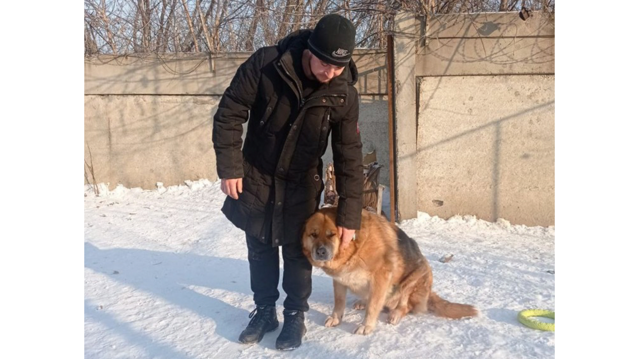 Трогательная встреча: в Красноярске хозяин расплакался, когда увидел спустя  три года пропавшую собаку - Питомцы Mail.ru