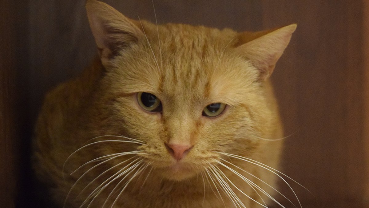 Despite such an ominous name, our Dracula is a big, soft and plush handsome red-haired man with bright red stripes, with the so-called marble color. You can't take your eyes off this handsome man! Dracula is a young cat, he is about 1.5 years old. He co
