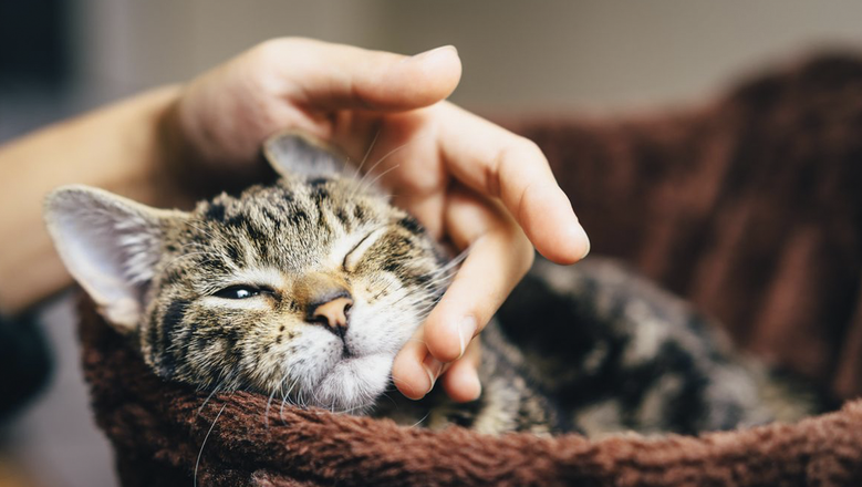 Кошки иногда делают удивительные вещи