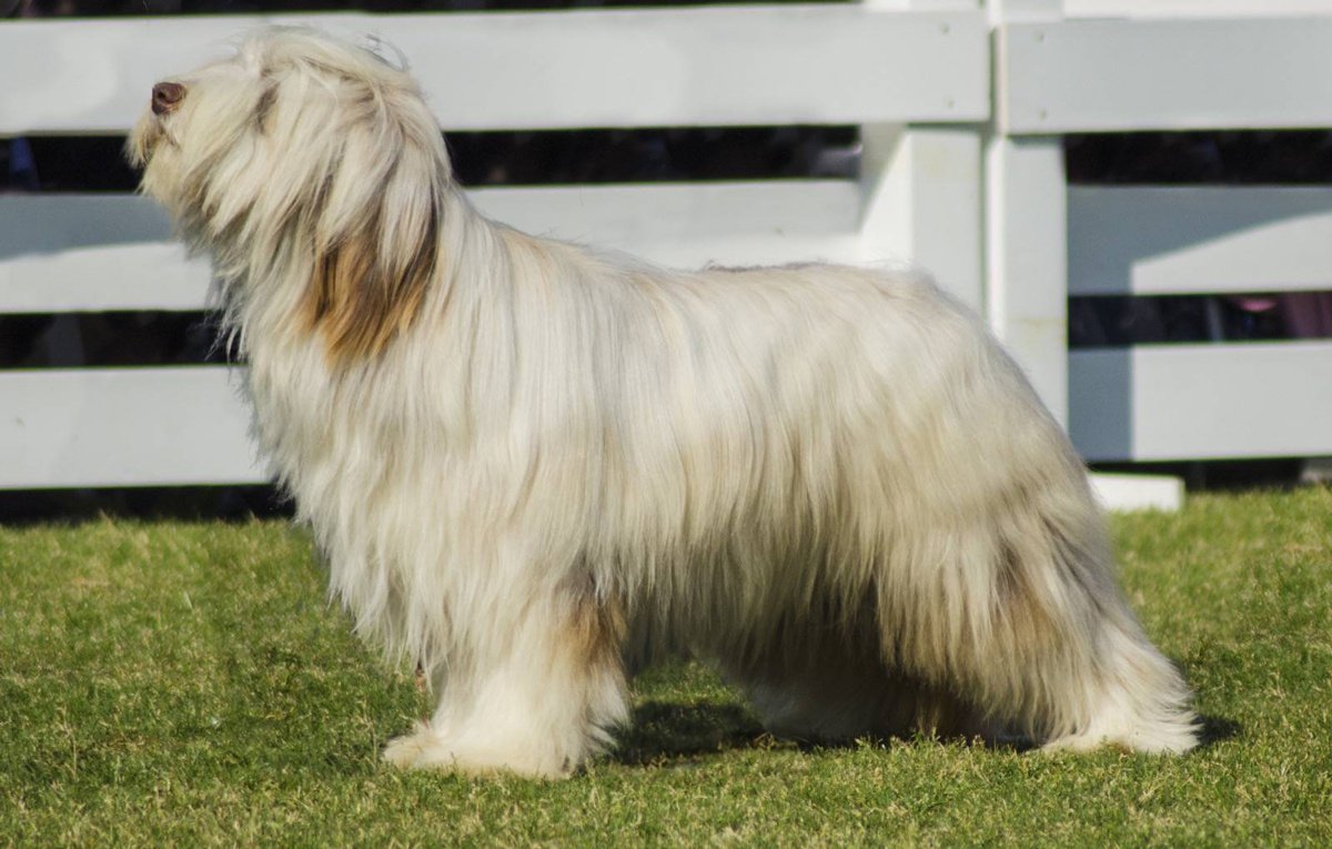 bearded-collie-weiss