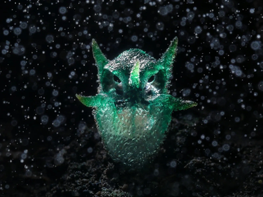 World Nature Photography Awards World Nature Photography Awards