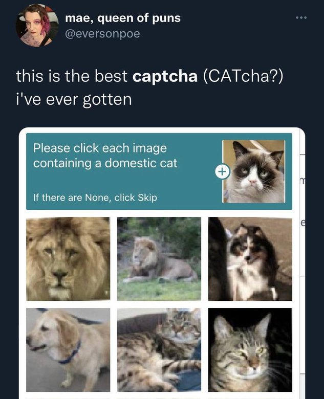 «Это лучшая капча, которую я когда-либо видела» — «Выберите все изображения, на которых изображен домашний кот». Источник: Twitter