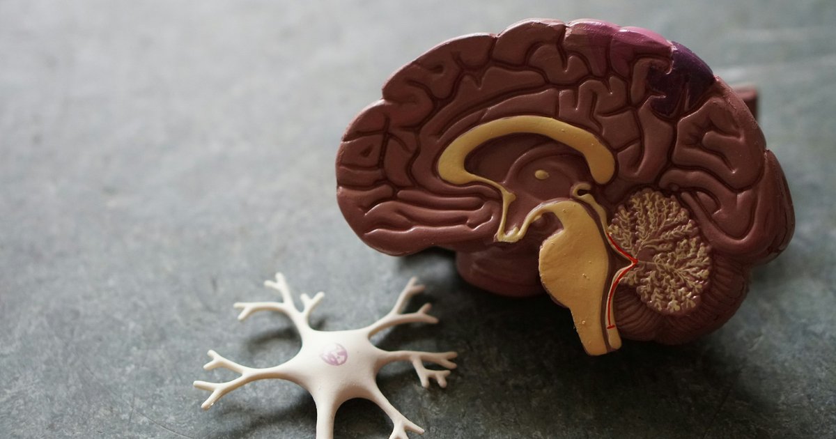 Как мозг сохраняет воспоминания на всю жизнь: ответ биологов